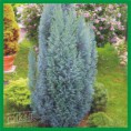 Chamaecyparis lawsoniana "Blue Surprise" - cypruštek Lawsonov